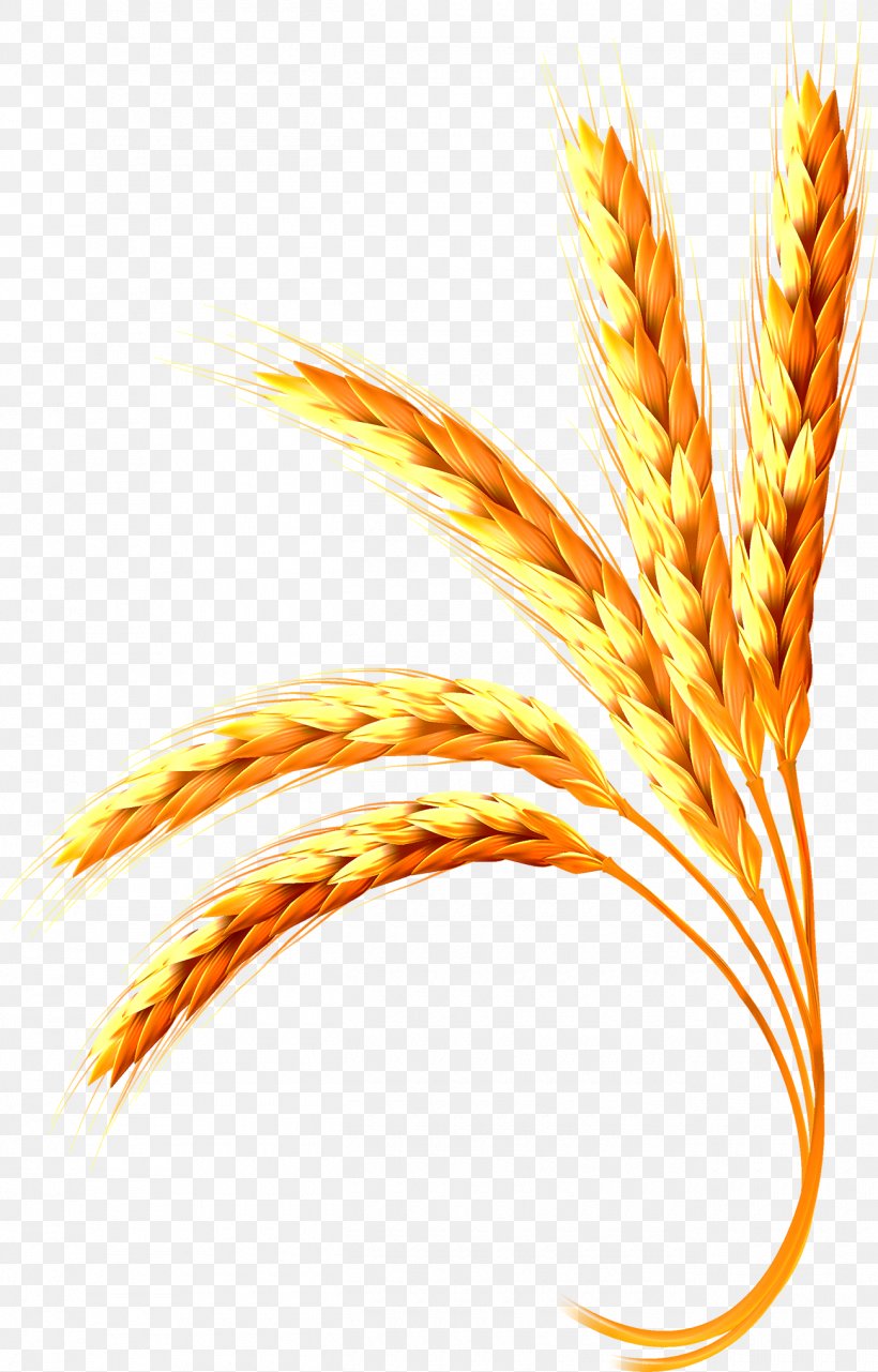 Wheat Adobe Illustrator, PNG, 1300x2032px, Wheat, Cereal, Close Up, Color Gradient, Commodity Download Free