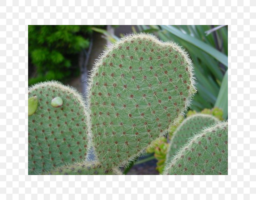 Cactaceae Plant Stem Opuntia Anahuacensis Succulent Plant, PNG, 640x640px, Cactaceae, Adromischus, Aloe, Barbary Fig, Cactus Download Free