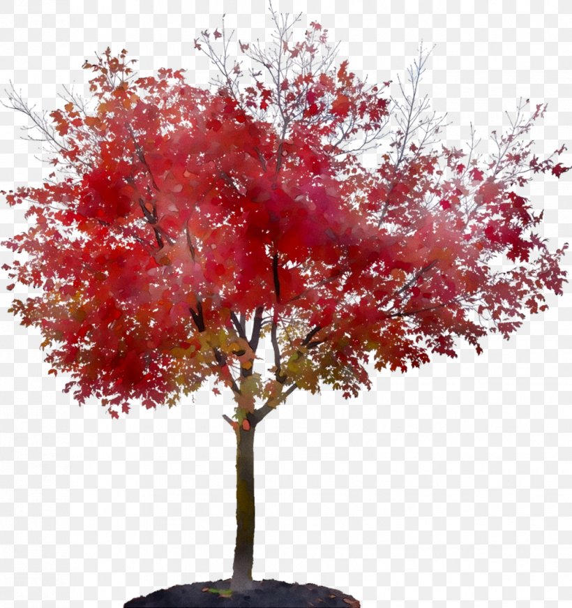 Maple Houseplant, PNG, 1031x1096px, Maple, Autumn, Branch, Flower, Flowering Plant Download Free