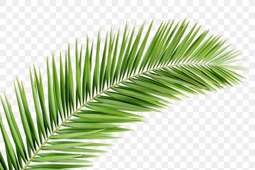 Palm Trees Palm Branch Clip Art Palm-leaf Manuscript, PNG, 1267x845px, Palm Trees, African Oil Palm, Arecales, Borassus Flabellifer, Elaeis Download Free