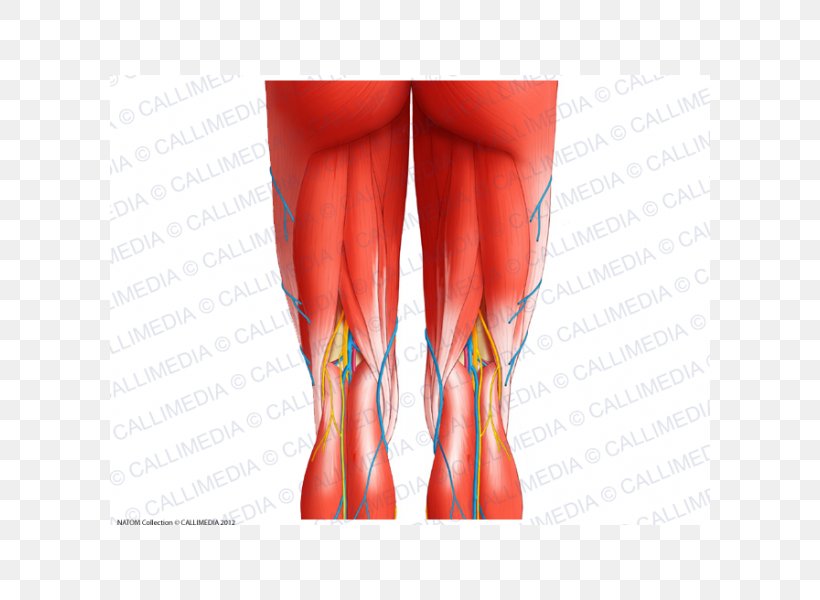 Semimembranosus Muscle Muscular System Knee Human Anatomy, PNG, 600x600px, Watercolor, Cartoon, Flower, Frame, Heart Download Free