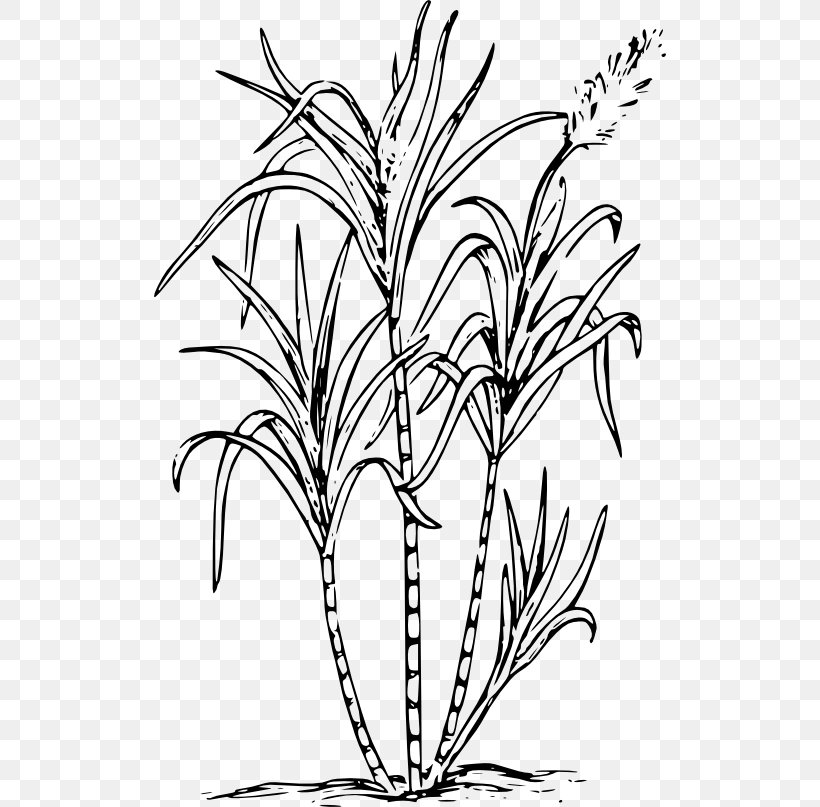 Sugarcane Drawing Saccharum Officinarum Clip Art, PNG, 512x807px, Sugarcane, Black And White, Branch, Commodity, Drawing Download Free