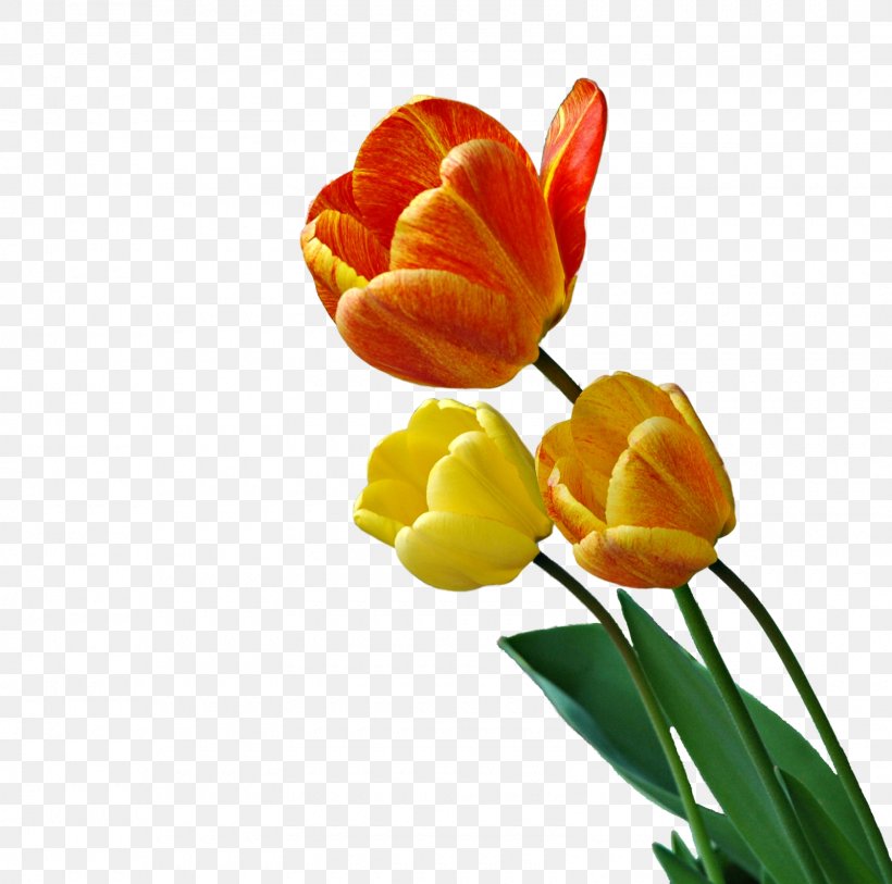 Tulip Flower Animation Photography, PNG, 1600x1588px, Tulip, Animation, Art, Banco De Imagens, Bud Download Free