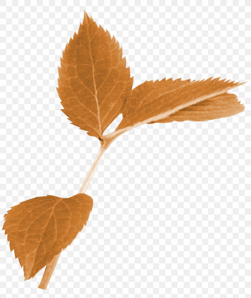 Autumn Leaf Color Limbe, PNG, 1600x1900px, Leaf, Autumn, Autumn Leaf Color, Branch, Green Download Free