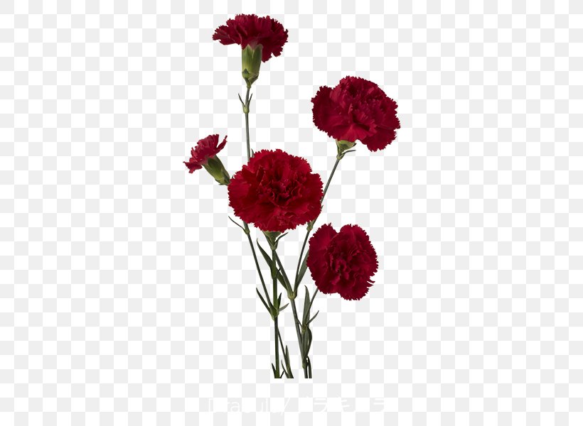 Carnation Red Cut Flowers Count Dracula, PNG, 600x600px, Carnation, Annual Plant, Artificial Flower, Color, Count Dracula Download Free