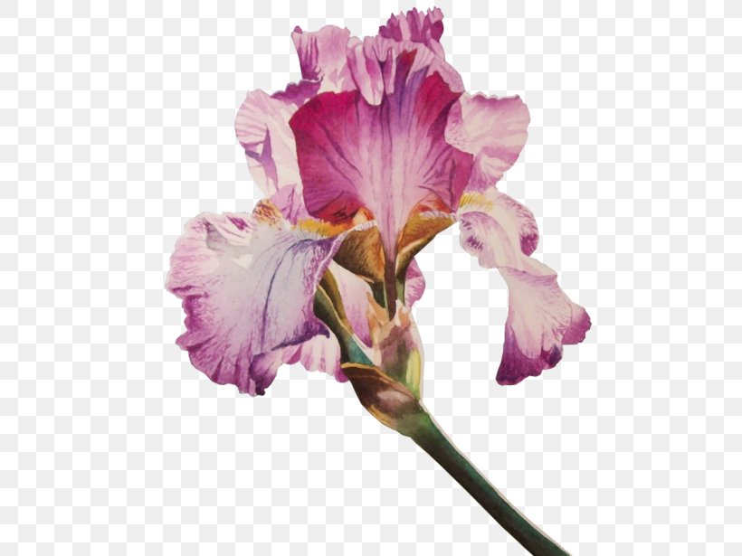 Irises Flower Poppy Clip Art, PNG, 600x615px, Irises, Cattleya, Common Poppy, Cut Flowers, Digital Image Download Free
