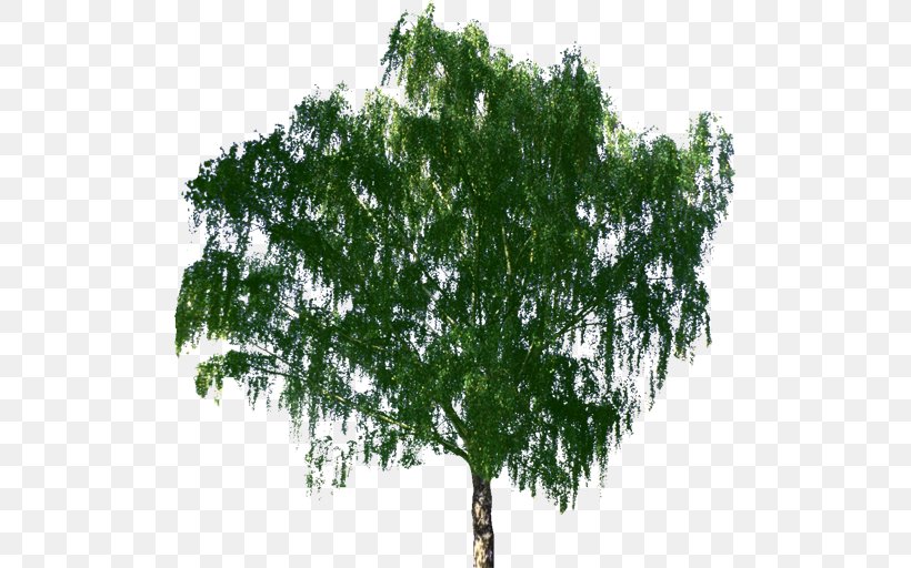 Tree Bonsai Zelkova Serrata Birch, PNG, 512x512px, Tree, Birch, Bonsai, Botany, Branch Download Free