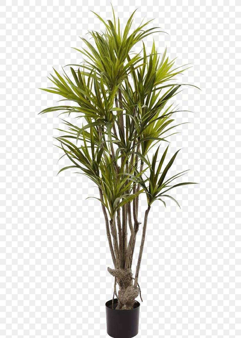 Albizia Julibrissin Dragon Tree Bambusodae Silk, PNG, 564x1149px, Albizia Julibrissin, Areca Palm, Arecales, Bamboo, Dracaena Download Free