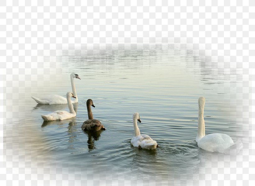 Cygnini Duck Bird Goose Desktop Wallpaper, PNG, 800x599px, Cygnini, Animal, Bird, Calm, Cockatoo Download Free