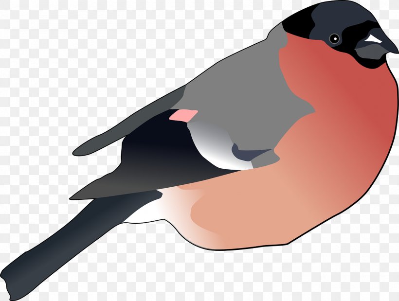 Eurasian Bullfinch Clip Art, PNG, 1280x967px, Eurasian Bullfinch, Beak, Bird, Bullfinch, Drawing Download Free