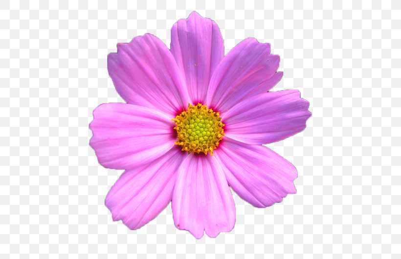 Cosmos Bipinnatus Chrysanthemum Xd7grandiflorum Pink, PNG, 531x531px, Cosmos Bipinnatus, Annual Plant, Argyranthemum Frutescens, Aster, Chrysanthemum Download Free