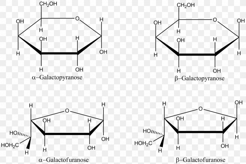 Galactose Haworth Projection Fischer Projection Furanose Glucose, PNG, 1280x852px, Galactose, Area, Black And White, Carbohydrate, Diagram Download Free