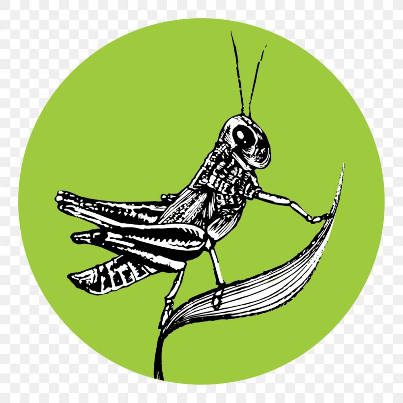 Grasshopper Insect Butterfly Pollinator, PNG, 1016x1016px, Grasshopper, Arthropod, Butterflies And Moths, Butterfly, Cartoon Download Free