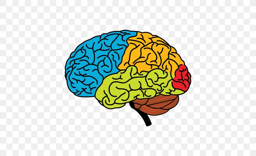 Human Brain Cerebral Hemisphere Drawing Clip Art, PNG, 500x500px, Watercolor, Cartoon, Flower, Frame, Heart Download Free