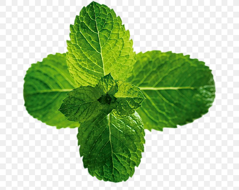 Peppermint Beefsteak Plant Menthol Mints Mentha Spicata, PNG, 667x651px, Peppermint, Basil, Beefsteak Plant, Extract, Food Download Free