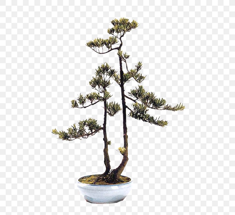 Blog Bonsai / Sometimes You Need To Neglect Your Bonsai Adam S Art And Bonsai Blog : New to the art of bonsai?