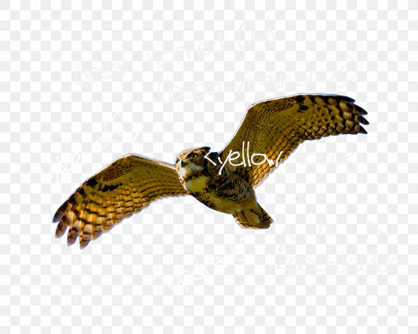 Eagle Hawk Falcon Maine Cafe, PNG, 960x768px, Eagle, Accent, Accipitriformes, Afternoon, Beak Download Free
