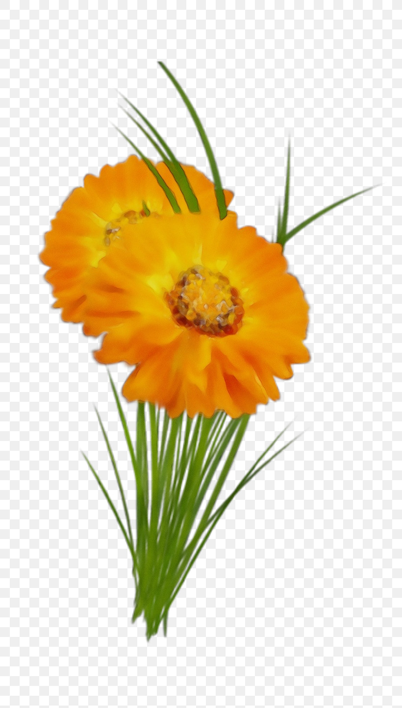 Plant Stem Transvaal Daisy Cut Flowers Annual Plant Pot Marigold, PNG, 800x1445px, Watercolor, Annual Plant, Biology, Calendula, Cut Flowers Download Free