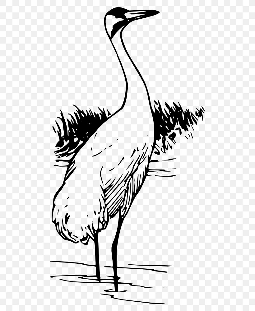 Whooping Crane Bird Clip Art, PNG, 526x1000px, Crane, Art, Artwork, Beak, Bird Download Free