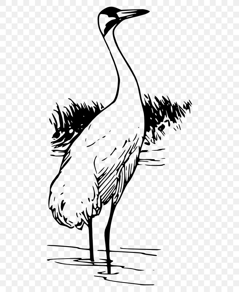 Whooping Crane Bird Clip Art, PNG, 526x1000px, Crane, Art, Artwork ...