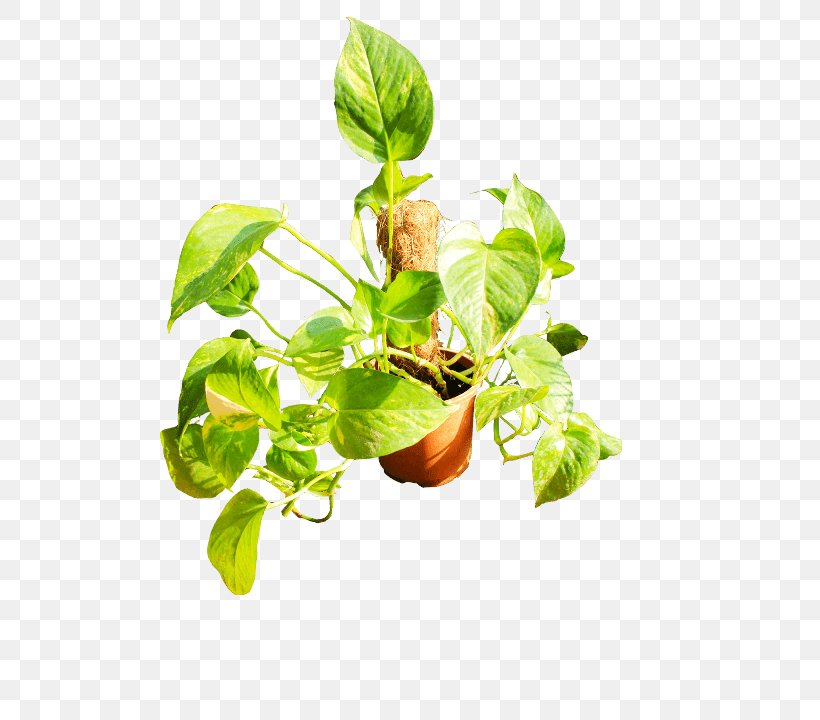 Basil Flowerpot Plant Stem Leaf Branching, PNG, 600x720px, Basil, Branch, Branching, Flowerpot, Herb Download Free