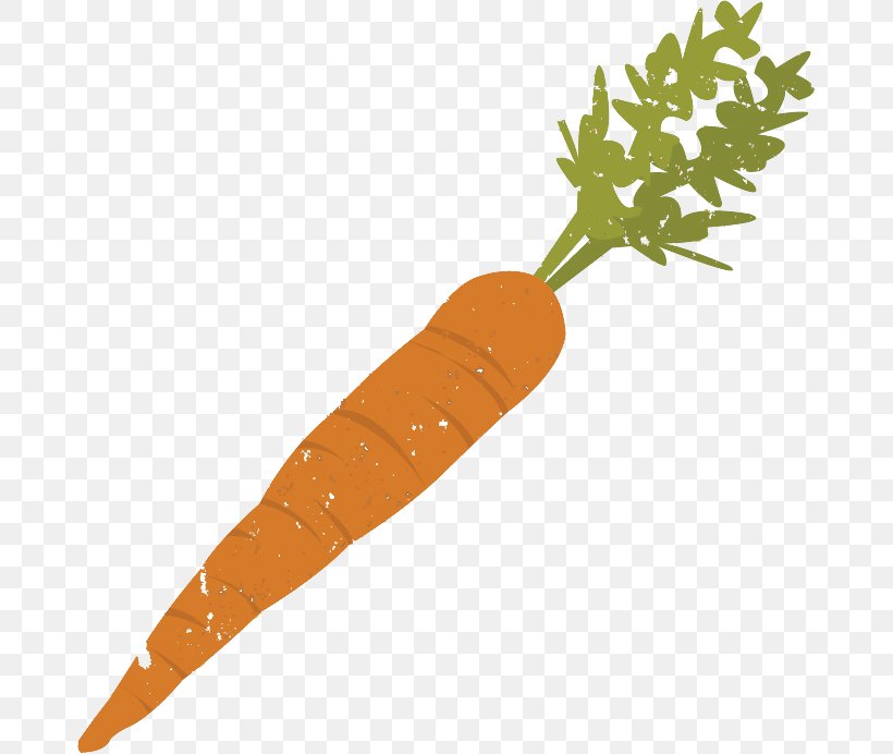 Carrot Vegetable Stock, PNG, 677x692px, Carrot, Baby Carrot, Drawing, Food, Fruit Download Free