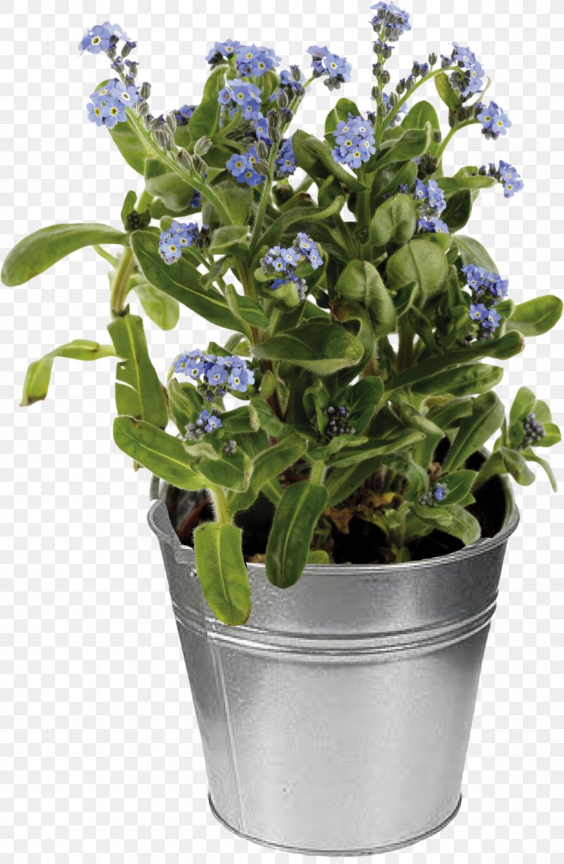Myosotis Sylvatica Stock Photography Flowerpot, PNG, 1175x1800px, Myosotis Sylvatica, Boraginaceae, Depositphotos, Flower, Flowerpot Download Free