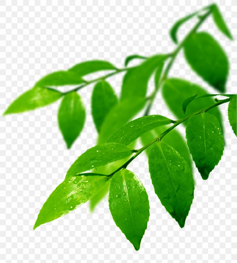 Branch Leaf Odor, PNG, 1617x1797px, Branch, Drop, Green, Information, Leaf Download Free
