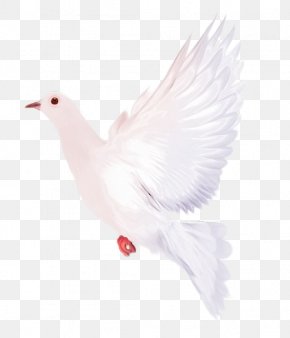 Bird - Columbidae Bird Domestic Pigeon Beak Neck PNG