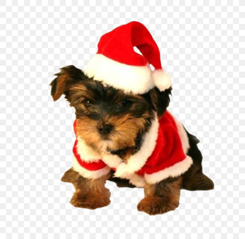 Teacup Yorkshire Terrier Morkie Puppy Maltese Dog, PNG, 800x800px, Yorkshire Terrier, Affectionate, Animal, Carnivoran, Christmas Ornament Download Free