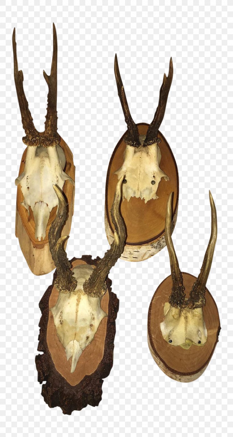 Antler Roe Deer Trophy Hunting Horn, PNG, 873x1634px, Antler, Animal Product, Chairish, Deer, Horn Download Free