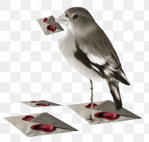 Bird - Bird Valentine's Day Clip Art PNG