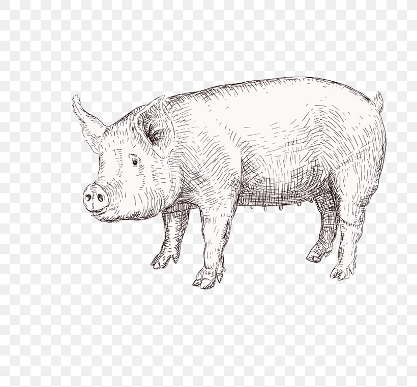 Domestic Pig Drawing Vector Graphics Illustration, PNG, 726x762px, Domestic Pig, Black And White, Cattle Like Mammal, Drawing, Fauna Download Free