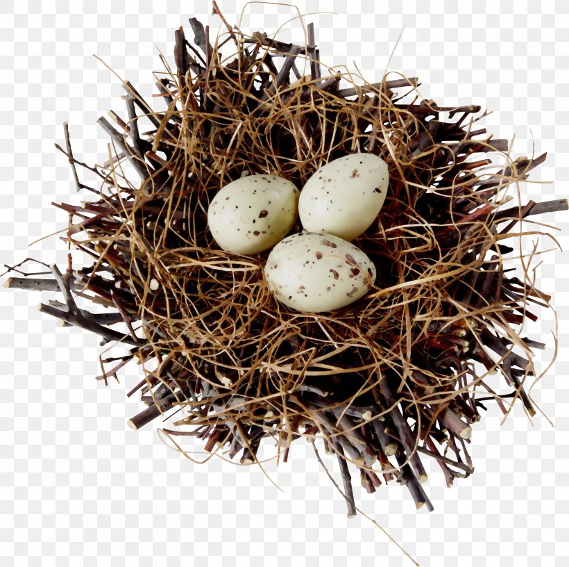 Egg, PNG, 2521x2511px, Watercolor, Bird Nest, Egg, Nest, Paint Download Free