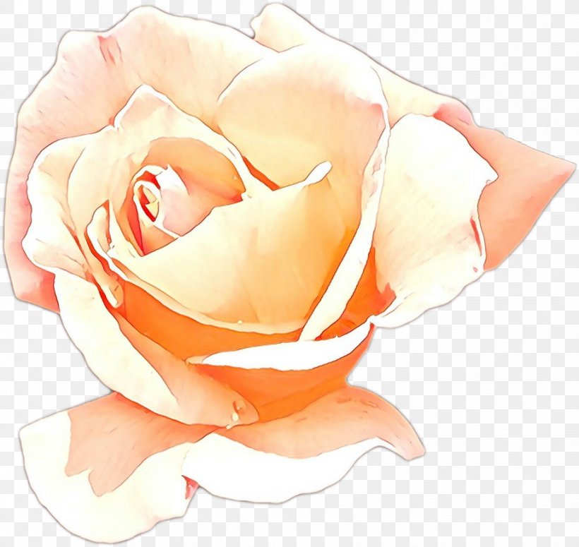 Garden Roses, PNG, 919x869px, Cartoon, Floribunda, Flower, Garden Roses, Hybrid Tea Rose Download Free