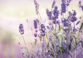 Lavender - Lavender Oil Plateau De Valensole Flower Stock Photography PNG