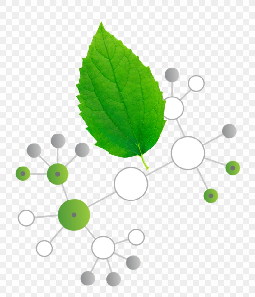 Leaf, PNG, 825x960px, Leaf, Green, Organism, Plant, Tree Download Free