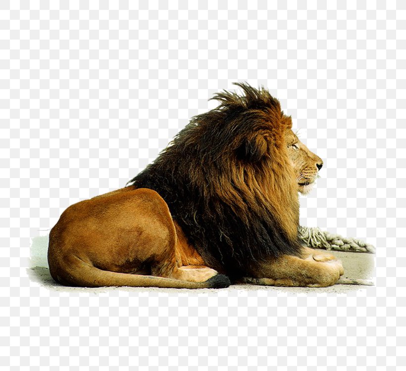 Lion Download Computer File, PNG, 750x750px, Lion, Animal, Animation, Big Cats, Carnivoran Download Free