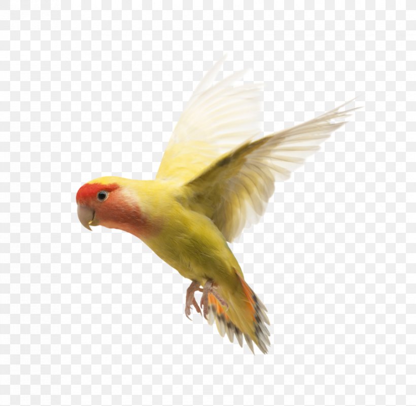 Parrot Rosy-faced Lovebird Dog Yellow-collared Lovebird, PNG, 903x884px, Parrot, Alexandrine Parakeet, Animal, Beak, Bird Download Free