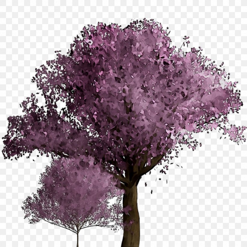 Cherry Blossom ST.AU.150 MIN.V.UNC.NR AD Purple Cherries Shrub, PNG, 990x990px, Cherry Blossom, Blossom, Branching, Cherries, Flower Download Free