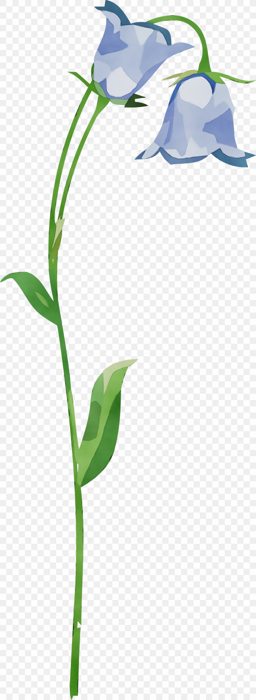 Morning Glory Flower Cut Flowers Icon Leaf, PNG, 1098x3000px, Watercolor, Cut Flowers, Flower, Leaf, Morning Glory Download Free