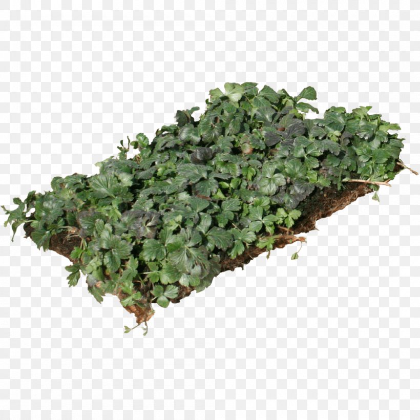 Myrtle Groundcover Perennial Plant Evergreen Plants, PNG, 1000x1000px, Myrtle, Business, Evergreen, Grass, Groundcover Download Free