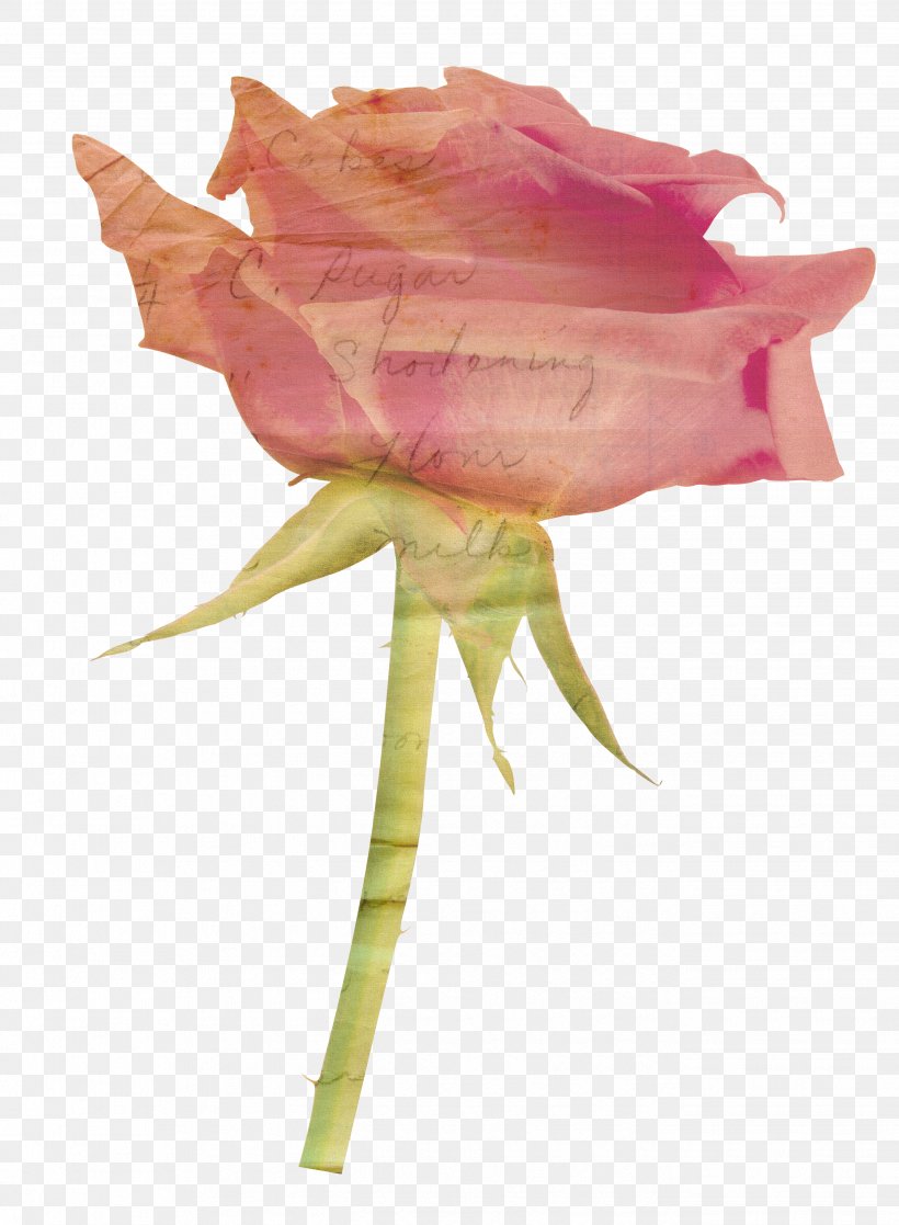 Paper Garden Roses Flower, PNG, 2682x3654px, Paper, Beach Rose, Cut Flowers, Flower, Flowering Plant Download Free