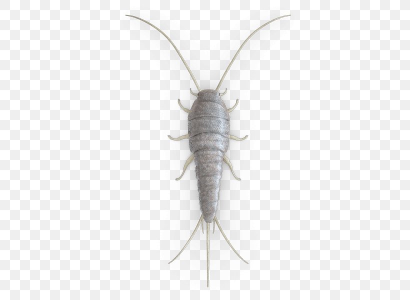 Pest Control Insect Moth Silverfish, PNG, 600x600px, Pest, Animal, Bed Bug, Butterflies And Moths, Chennai Download Free