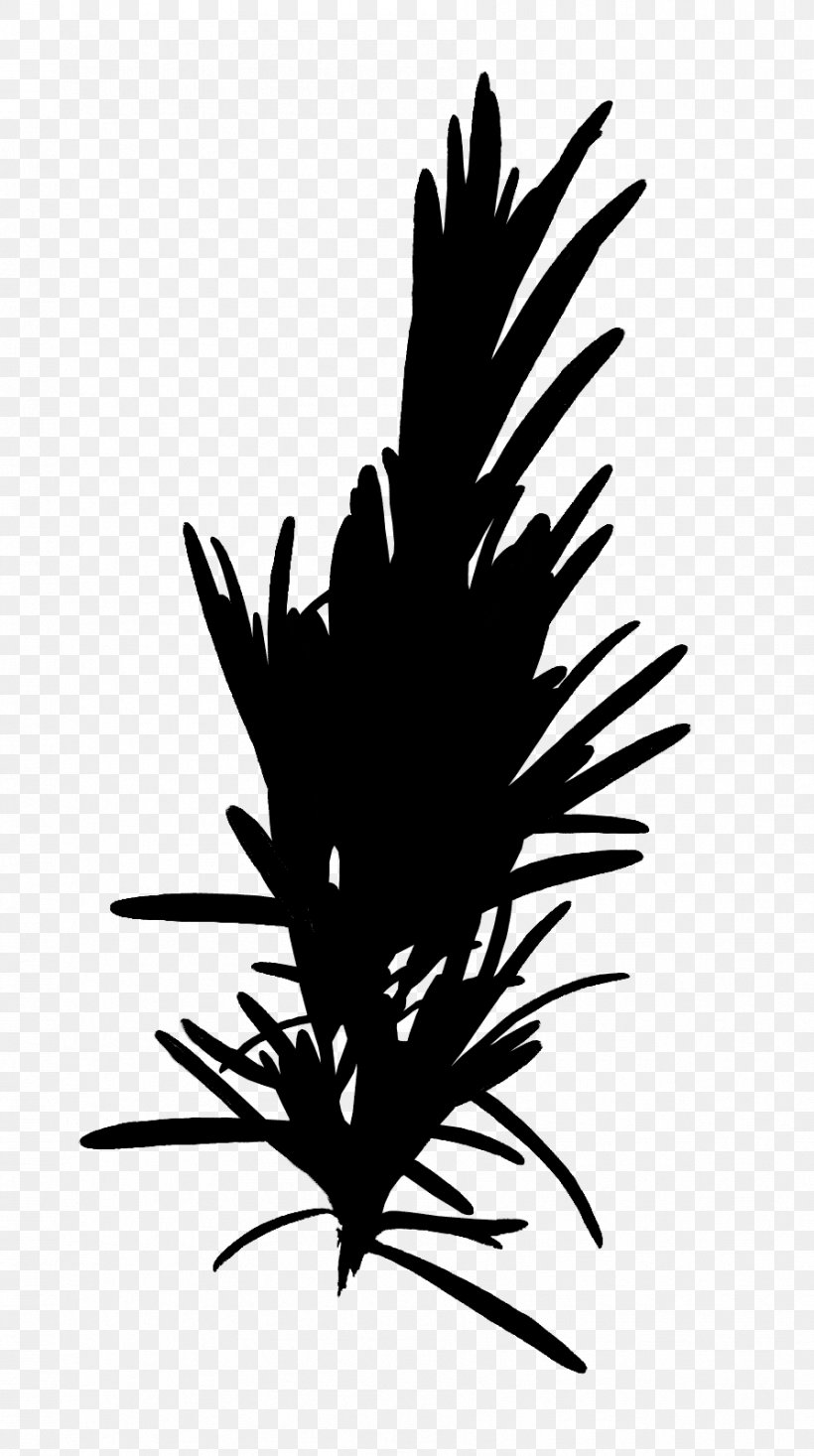 Clip Art Line Grasses Leaf Flower, PNG, 894x1600px, Grasses, Blackandwhite, Botany, Colorado Spruce, Feather Download Free