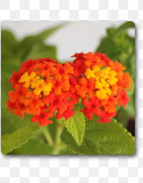 Gravels - Lantana Camara Plant Kumkuma Vervain Haldi Kumkum PNG