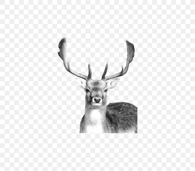 Reindeer Stichting Hertenkamp Vledder Antler, PNG, 600x716px, Deer, Animal, Antler, Black And White, Email Download Free