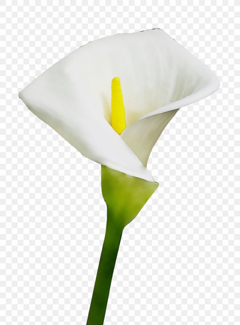 Arum White Giant White Arum Lily Flower Yellow, PNG, 944x1280px, Watercolor, Alismatales, Arum, Arum Family, Flower Download Free