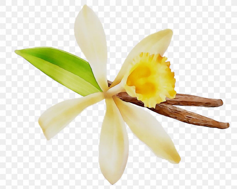 Cattleya Orchids Yellow Plant Stem Plants, PNG, 1446x1151px, Cattleya Orchids, Cattleya, Flower, Flowering Plant, Petal Download Free