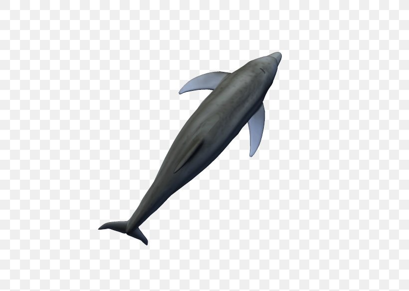Common Bottlenose Dolphin Tucuxi Short-beaked Common Dolphin Porpoise, PNG, 558x583px, Common Bottlenose Dolphin, Beak, Bottlenose Dolphin, Dolphin, Fin Download Free